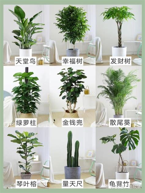 家里植物|这17种适合室内养的大型植物，摆在家中大气又安心，。